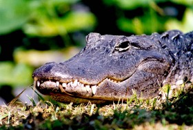 Aligator Farm